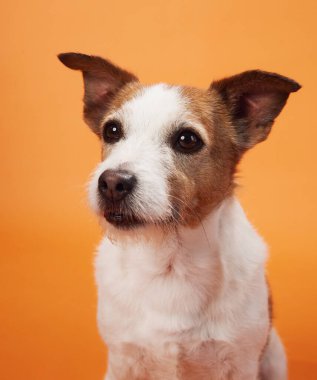 Jack Russell Terrier, turuncu arka planda kameraya tuhaf bir şekilde bakar. Köpeğin meraklı bakışları portreye eğlenceli ve büyüleyici bir dokunuş katar..