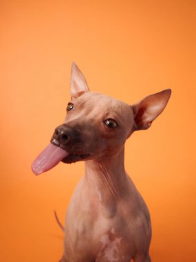 Bir Amerikan Kılsız Teriyer köpeği, eğlenceli ve canlı kişiliğini sergileyerek, turuncu bir arka plan üzerine kurulmuş, eğlenceli bir şekilde dilini uzatır..