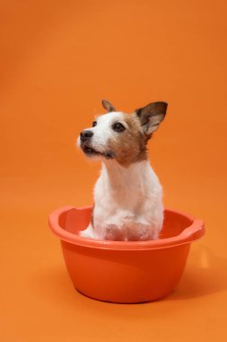 Jack Russell Terrier 'ın banyo küvetindeki köpeği ve yanında bir diğeri stüdyoda turuncu bir arka plana karşı poz veriyor.