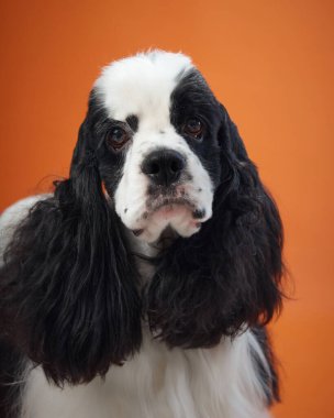 Çarpıcı turuncu arka planı olan Amerikalı Cocker Spaniel 'in yakın plan portresi. Köpeğin anlamlı gözleri ve uzun siyah kulakları göze çarpar..