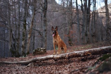 Uzun ağaçlarla çevrili bir ormanda Belçikalı bir Malinois tetikte bekliyor. Köpek dengeli duruşu kırsal ve dünyevi çevreyle çelişiyor..