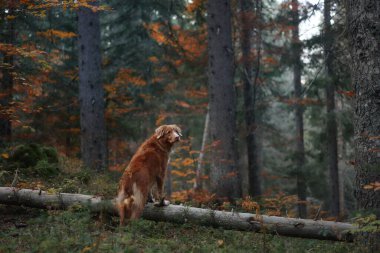 Nova Scotia Duck Tolling Retriever renkli sonbahar yapraklarıyla çevrili yosunlu bir kütük üzerinde dengelenir. Sahne, köpeklerin doğal çevresinin güzelliğini ve merakını yakalar..