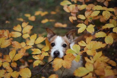 Bir Jack Russell Terrier kısmen canlı sarı sonbahar yapraklarının arasına gizlenir ve doğal ortamda bir gizem ve cazibe hissi yaratır. Sahne neşeli ama sakin..