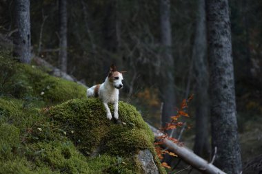 Bir Jack Russell Terrier gölgeli bir ormanda yosunlu kayaların üzerinde duruyor ve çevresini gözlemliyor. Sahne, köpeğin maceracı ve hayat dolu karakterini vurgular..