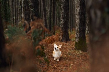 Bir Pembroke Galli Corgi eğrelti otları ve ağaçlarla çevrili güneşli bir orman patikasında yürüyor. Sıcak ışık ve sonbahar renkleri dingin orman düzenine cazibe katar..