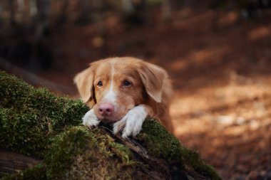 Bir Golden Retriever başını sonbaharda güneşli bir ormanda yosun kaplı bir kütüğe koyar. Huzurlu an, köpek ve doğal çevresi arasındaki uyumu yakalar..