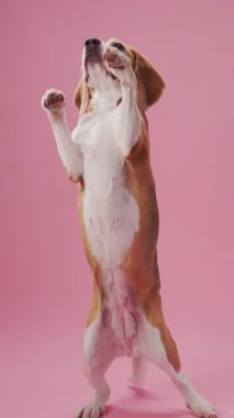 Bir Beagle, pastel pembe arka planda oturur ve merakla yukarı bakar. Stüdyo ayarları köpeklerin duruşunu ve neşeli atmosferi ön plana çıkarıyor..