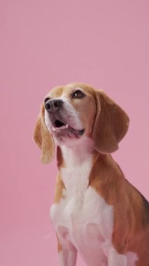 Bir Beagle pembe bir stüdyo arka planında dik oturur ve yukarıya bakar. Yumuşak ışıklandırma köpeklerin özelliklerini ve görüntünün sakin atmosferini arttırır..