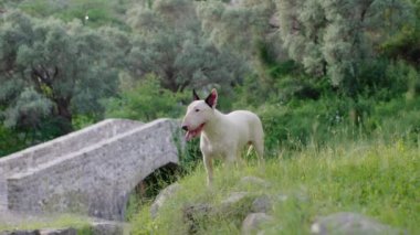 Yeşil bir parktaki eski bir taş köprünün yanında beyaz bir teriyer duruyor. Köpek tetikte, huzurlu bir ortam alıyor..