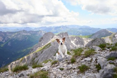 Bir köpek olan Jack Russell Terrier kayalık arazi ve uzak tepelerle çevrili engebeli bir dağ sırtında güvenle duruyor. Sahne vahşi doğa keşiflerinin özünü somutlaştırıyor..