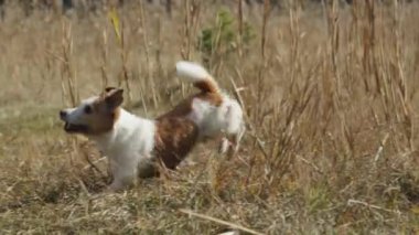 Bir Jack Russell Terrier, açık alan ve doğa ile çevrili çimenli bir alanda enerjik bir şekilde koşar. Köpek hareketi ve doğal manzara canlı ruhunu ve neşesini sergiliyor..