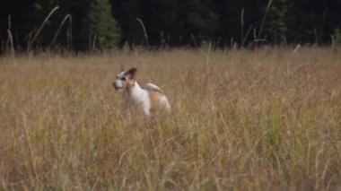 Bir Jack Russell Terrier, uzun otlar ve açık gökyüzüyle çevrili çimenli bir araziyi keşfeder. Köpeğin meraklı doğası ve geniş doğal manzarası özgürlük duygusunu iletir..