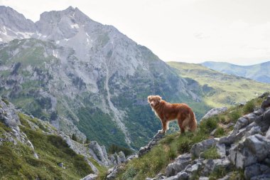 Nova Scotia Duck Tolling Retriever köpeği, evcil hayvanlarla doğa arasındaki bağı yansıtan dramatik bir alp zeminiyle çimenli bir yamaçta durur. Sahne macera ve keşfi simgeliyor..