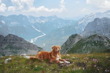 Bir Nova Scotia Duck Tolling köpeği bulutlu bir gökyüzü ve geniş dağ manzaralı dağlık bir tepede dinlenir. Sakin atmosfer vahşi doğanın güzelliğini yansıtıyor..