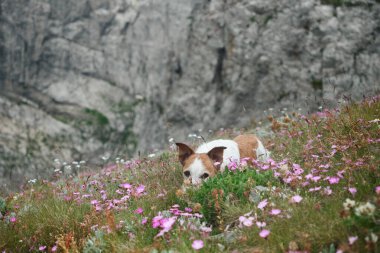 Jack Russell Terrier adında bir köpek, açık bir gökyüzünün altındaki sarp kayalıkların yanında renkli kır çiçekleriyle çevrili yatıyor. Sahne, uzak bir dağ bölgesinde huzurlu bir anı yakalıyor..