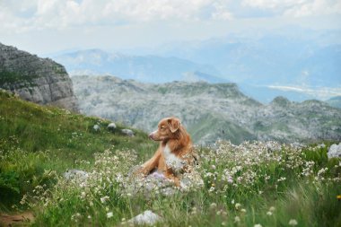 Nova Scotia Duck Tolling Retriever köpeği renkli bir alp çayırında rahatça uzanır. Dağların ve kayalıkların panoramik manzarası mesafeye kadar uzanır..