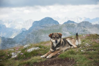 Uzakta engebeli zirveleri olan panoramik bir dağ manzarasına bakan bir köpek çimenli bir yamaçta uzanıyor. Sakin alp ortamı huzuru çağrıştırıyor.