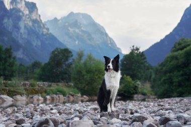 Bir Border Collie, yüksek tepelerle çevrili bir dağ vadisinde kayalık bir nehir yatağında duruyor. Köpek duruşu ve dramatik manzara doğanın güzelliğini vurgular..