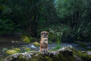 A Pomeranian sits on a moss-covered rock by a forested river, surrounded by lush greenery. The dogs small size and the rich forest backdrop create a peaceful, natural scene. clipart