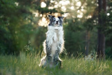 Bir Border Collie, ağaçların arasından süzülen yumuşak güneş ışığıyla yıkanmış bir ormanda sakince oturur. Köpekler rahat duruş ve dingin ortam sükunet duygusunu arttırır..