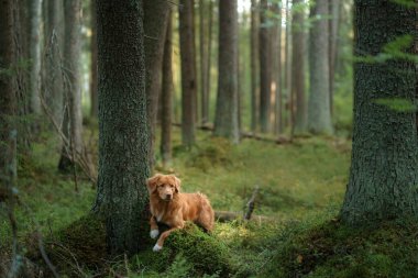 Yeşil Orman 'da Nova Scotia Duck Tolling Retriever Dog. Ormanda bir evcil hayvanla yürümek.