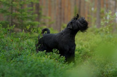 Bir Schnauzer, meraklı ve tetikte bir ifadeyle yemyeşil bir ormanı keşfeder. Köpek keşfi, sakin ve sakin ormanlık alanla çelişiyor..