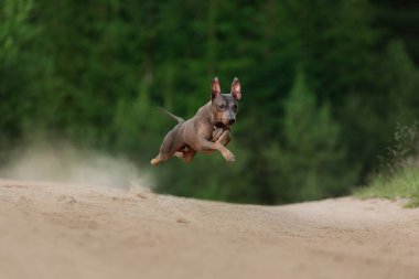 Bir Amerikan Kılsız Teriyeri toprak bir yolda dört ayağı da havada koşuyor. Köpeğin neşeli enerjisi kırsal alanda yakalanır..