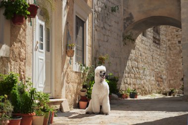 Beyaz bir kaniş taştan duvarları olan tuhaf bir sokakta oturuyor. Köpek rahat duruşu büyüleyici ortamın dingin atmosferine uyuyor..