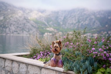 Gölün yanındaki çiçek bahçesinde renkli çiçeklerle çevrili bir Yorkshire Teriyeri duruyor. Köpek küçük boyutu geniş araziyle çelişiyor ve resim gibi bir manzara yaratıyor..