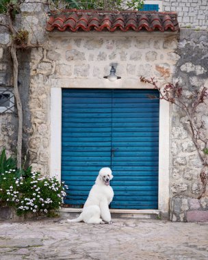 Beyaz bir kaniş mavi bir kapının önünde dinleniyor, dışarıya bakıyor. Köpeğin rahat duruşu huzur ortamını tamamlar..