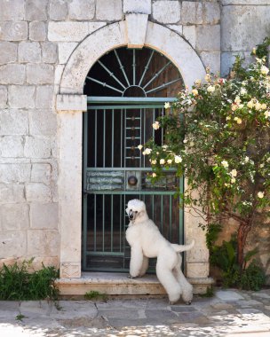 Büyük kemerli bir kapının önünde beyaz bir kaniş duruyor, bir pençesi sanki girmek üzereymiş gibi havada. Sahne köpeğin merakını ve keşfetmeye hazır oluşunu yakalar..