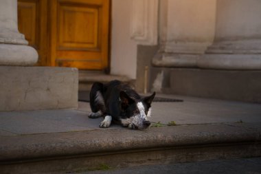 Binanın dışındaki taş basamaklarda sakin ve rahat görünen bir çoban köpeği yatıyor. Sahne, sağlam mimariye karşı köpeğin barışçıl doğasını vurgular..