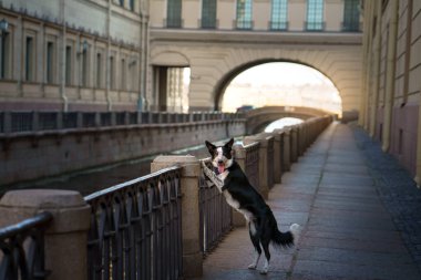 Sınır çoban köpeği bir kanal boyunca bir korkuluğun yanında duruyor, denize bakıyor. Sahne, köpeğin meraklı doğasıyla şehrin sükunetini harmanlıyor..