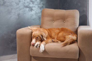 Bir Nova Scotia Duck Tolling Retriever kapalı bir koltukta dinleniyor, rahat ve rahat görünüyor. Sıcak ışıklandırmalı rahat ortam, köpeklerin sakin tavırlarını vurguluyor..