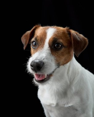 Siyah bir arka planda Jack Russell Terrier portresi. Köpeğin parlak gözleri ve canlı kulakları ona canlı bir bakış verir..