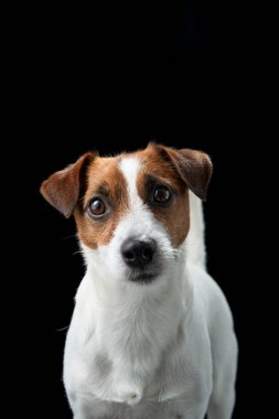 Jack Russell Terrier 'in koyu bir arka planda, hafifçe sola bakan bir portresi. Köpeklerin ifade gücü ve pürüzsüz yüzleri keskin detaylarla yakalanır..