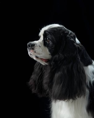 Siyah kulaklı Amerikalı Cocker Spaniel 'in profili. Köpekler ipeksi kürk ve odaklanmış görünüm huzurlu bir portre oluşturur..