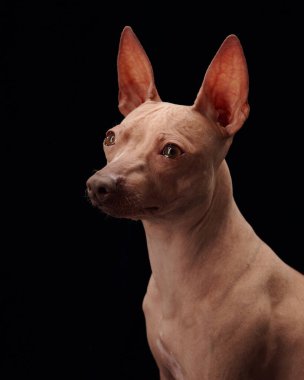 Bir Amerikan Kılsız Teriyer köpeği, bir stüdyo ortamında siyah bir arka plana bakar..