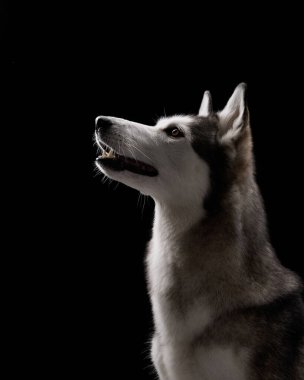 Sibirya Husky 'sinin profili, keskin özelliklerini vurgulayarak siyah bir arkaplana karşı yoğun bir bakışla belirlenir. Koyu renk ayarı, parlak kürk ve odaklanmış bakışla çelişiyor..