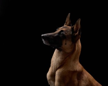 Bir Sibirya Husky 'si ve bir Belçikalı Malinois siyah bir arkaplan karşısında yan profilde gösteriliyor, özenli ifadelerini sergiliyorlar. Koyu renk, paltolarının farklı dokusunu vurgular..