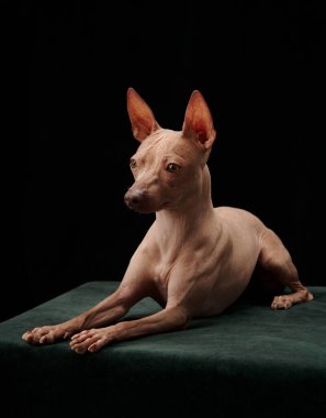 Bir Amerikan Kılsız Teriyeri siyah arka planda, pürüzsüz derisini ve benzersiz özelliklerini vurgulayarak profilde poz verir. Koyu arkaplan köpeklerin uyarı ifadesi için karşıtlık sağlar.