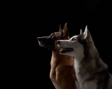 Belçikalı bir Malinois ve Sibiryalı bir Husky siyah bir arka plana bakıyorlar, ikisi de benzersiz profillerini sergiliyorlar. Karanlık zemin, güçlü yapılarını ve farklı özelliklerini vurgular..