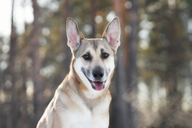 Karlı bir ormanda bir köpeğin yakın çekimi onun parlak gözlerini ve odaklanmış ifadesini yakalar. Yumuşak kış güneşi dingin manzaraya sıcaklık ve detay katar..