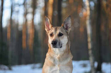 Köpek, uzun ağaçlarla çevrili, karlı bir kış ormanında sakince duruyor. Kendine güvenen duruş ve kalın palto sahneye güç ve sükunet katar..