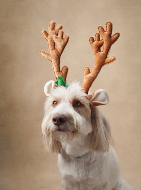 Beyaz kabarık tüylü bir köpek boynuz bandı takıyor, sakin bir tavırla bej bir arka planda poz veriyor. Şenlikli aksesuar, sakin stüdyo resmine neşeli bir dokunuş katıyor..