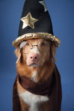 Bir Nova Scotia Duck Tolling Retriever gözlüklü ve yıldızlı şapkalı bir büyücü kostümünde koyu mavi bir stüdyonun arka planında poz veriyor.