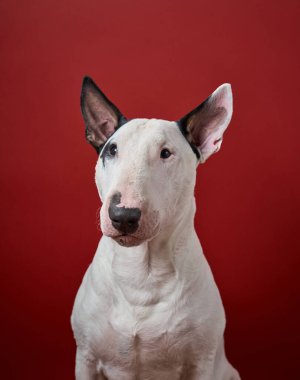 Bir boğa teriyeri kırmızı rengeyiği boynuzları giyer kırmızı bir arka planda kırmızı bir ekoseli kıyafet giyer. Tatil teması köpeklerin neşeli ve neşeli kişiliklerini vurguluyor.