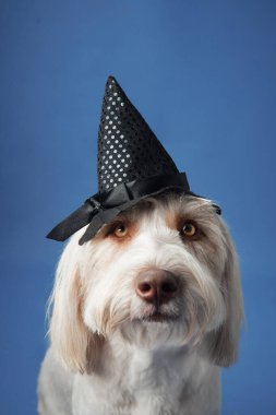 Beyaz tüylü bir köpek sivri uçlu siyah bir cadı şapkası takıyor, mavi bir stüdyo arkaplanına poz veriyor, ürkütücü ama sevimli bir cazibe ekliyor..
