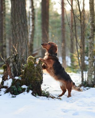 Bir Dachshund, karlı ormanda yosun kaplı bir kütüğün yanında duruyor. Kürkü, yumuşak güneş ışığında parlıyor. Köpekler, sakin kış sahnesinin cazibesini arttırır..