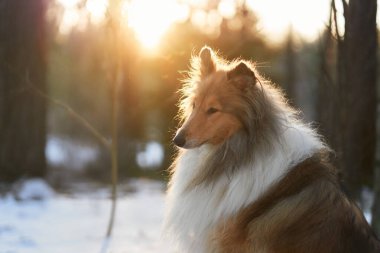 Bir Collie köpeği, kış günbatımının altın renkleriyle aydınlatılmış, karlı bir düzlükte duruyor. Köpekler kalın palto ve zarif duruş soğuk çevreye sıcak bir kontrast oluşturur..